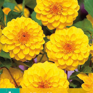  Jiina POMPON GOLDEN SCEPTER, 1ks v balen