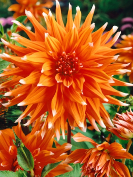 Jiina 'CACTUS COLOR SPECTACLE ORANGE', 1ks v balen 
