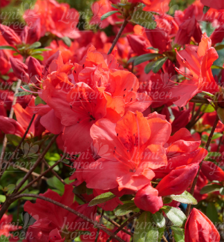 Obr�zok (7)
