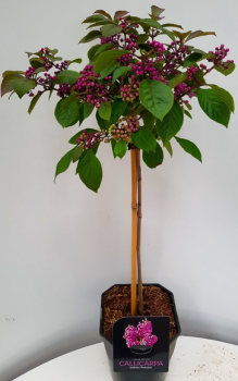 Krsnoplodka Bodinierova PROFUSION na kmnku 90 cm, kont. 7,5 l