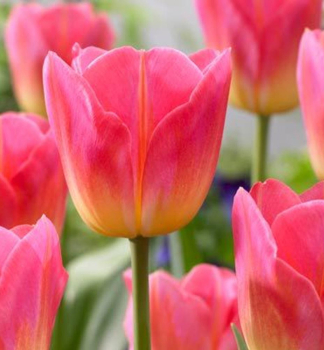 Tulipn TOM POUCE 5ks v balen