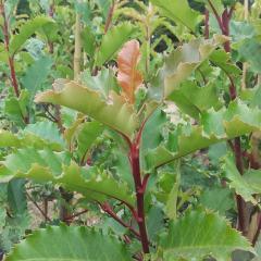 Obr�zok (2)