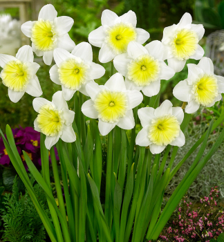 Narcis velkokorunný ´ICE FOLLIES´ 5 ks v balení