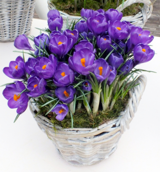 Krokus velkokvt FLOWER RECORD 10 ks v balen