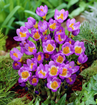 Krokus velkokvt TRICOLOR SIEBERI 10 ks v balen
