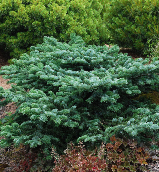 Jedle l�bezn� 'SPREADING STAR' 30-40 cm, kont. 7,5 l