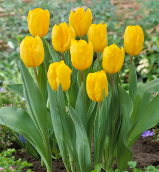 Tulip�n �STRONG GOLD�, kont. 0,5 l