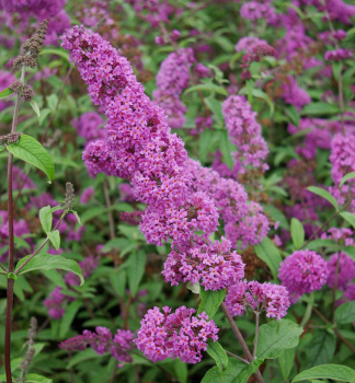 Komule Davidova BORDER BEAUTY 60-70 cm, kont. 2 l