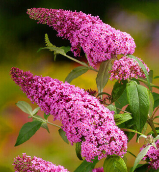 Komule Davidova PINK BEAUTY 40-50 cm, kont. 2,5 l