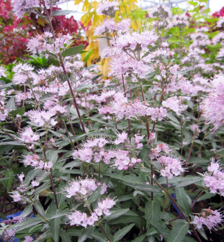 Oechoplodec kladonsk STEPHI 30-40 cm, kont. 2 l