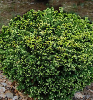 Kryptomrie japonsk VILMORINIANA 15-20 cm, kont. 2,5 l 