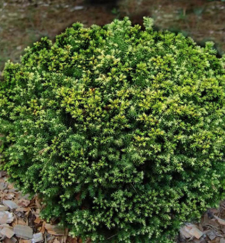 Kryptomrie japonsk VILMORINIANA 15-20 cm, kont. 2,5 l 