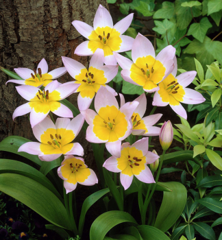 Tulip�n botanick� �SAXATILIS� 10 ks v balen�