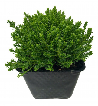 Hebe McKEAN kont. 0,5 l