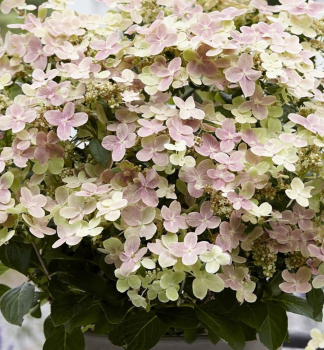 Hortenzie latnat SWITCHOPHELIA 30-40 cm, kont. 3 l