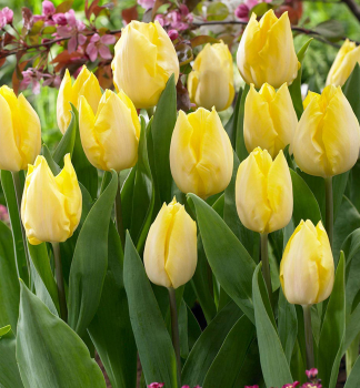 Tulipn SUNNY PRINCE 5 ks v balen