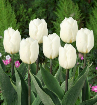 Tulipn WHITE PRINCE 5 ks v balen