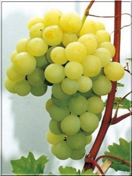 Rva vinn rezistentn ARKADIA 50-60 cm, kont. 3 l vyvzn 