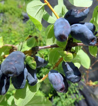 Zimolez kam�atsk� �STRAWBERRY SENSATION� 50-60 cm, kont. 2 l