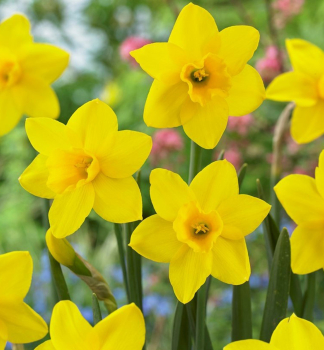 Narcis trpasličí ´Sweetness´ 5 ks v balení