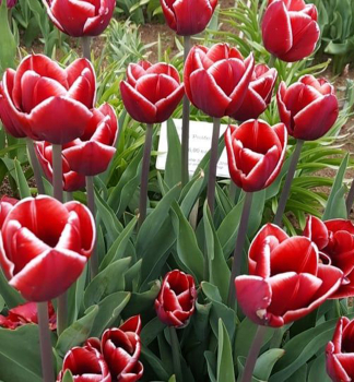 Tulip�n �ARMANI�, 5 ks v balen�