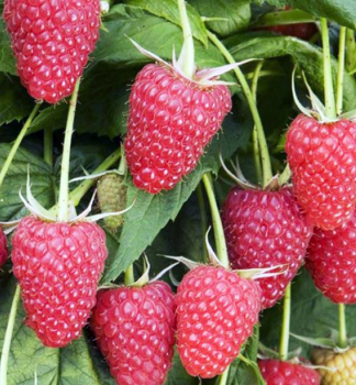 Malink erven beztrnn GORDOST ROSII 20-30 cm, kont. 1,6 l