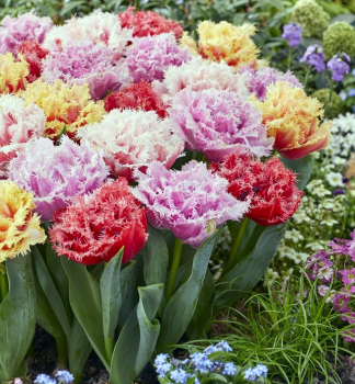 Tulipn DOUBLE FRINGED MIXED 2 ks v kont. 0,5 l