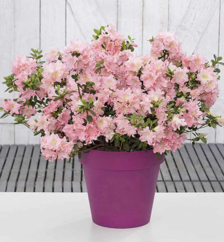 Azalka japonsk BLOOM CHAMPION SALMON 20-30 cm, kont. 3 l