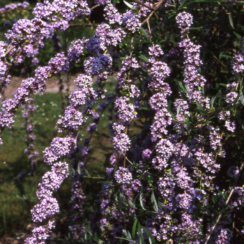 Obrzok (4)