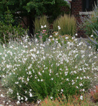 Gaura Lindheimeri, kont. 0,5 l