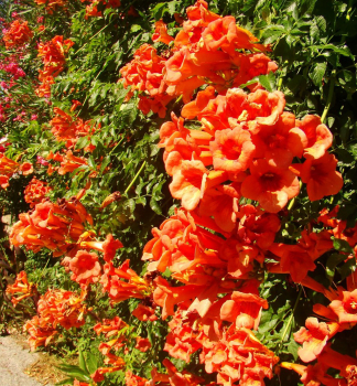 Truba� ko�enuj�ci �RED TRUMPET� 40-50 cm, kont. 3 l