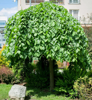 Jilm horsk� �CAMPERDOWNII� na km�nku 180 cm, kont. 12 l