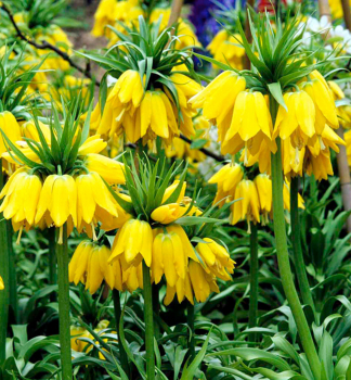 ebk krlovsk LUTEA IMPERIALIS 1 ks v balen