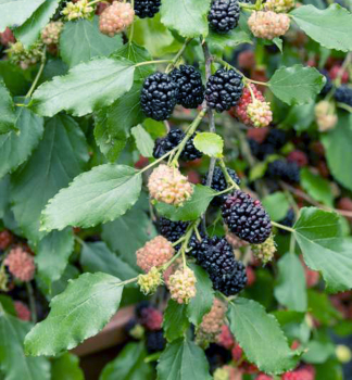 Morue ern MATSUNAGA (MOJO BERRY) 30-40 cm, kont. 2 l