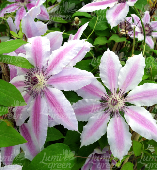 Obr�zok (9)