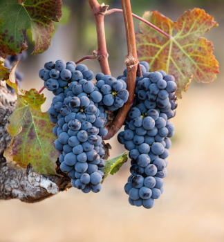 Vinn rva motov CABERNET FRANC 50-60 cm, kont. 2 l