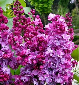 ek obecn 'PRINCE WOLKONSKY' 70-80 cm, kont. 4 l 