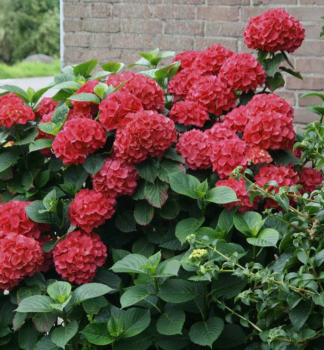 Hortenzie velkolistá ´MASJA´ 20-30 cm,  kont. 1,4 l