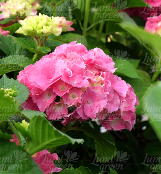 Obr�zok (6)