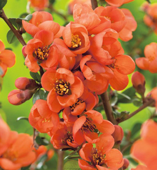 Kdoulovec ndhern ORANGE TRAIL 10-15 cm, kont. 1,4 l