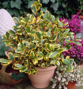 Cesm�na altaclerentsk� �GOLDEN KING� 20-30 cm, kont. 2,5 l