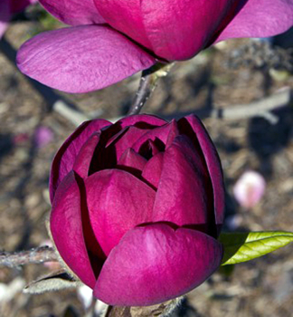 cholan liliokvt BLACK TULIP 70-80 cm, kont. 5 l