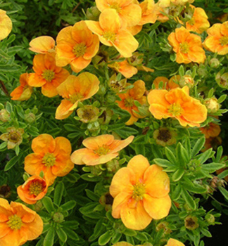 Mochna kovit 'MANGO TANGO' 20-30 cm, kont. 2,5 l 