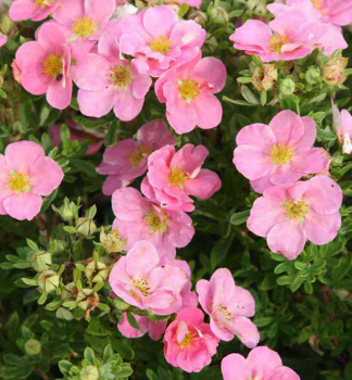 Mochna kovit PINK QUEEN 20-30 cm, kont. 1 l