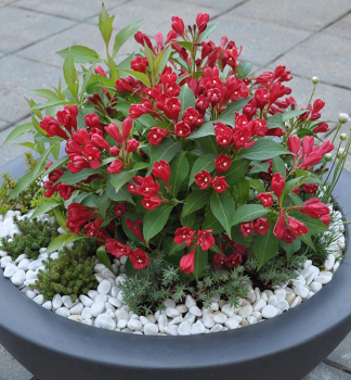 Vajglie kvtnat ALL SUMMER RED 15-20 cm, kont. 1,4 l