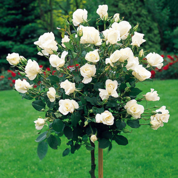 Růže stromková ´VIRGO´ * na kmínku 100 cm, zemní bal