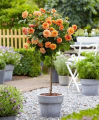 Růže stromková ´MERUŇKOVÁ´ na kmínku 100 cm, kont. 4 l