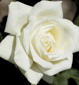 Růže velkokvětá keřová ´VIRGO´ *,15-20 cm, zemní bal