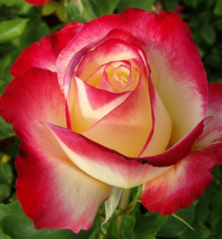 Růže velkokvětá keřová ´DOUBLE PARFUM´ **** 15-20 cm, zemní bal