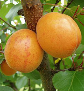 Meru�ka �LEALA� podn. myrobal�n, prostok.